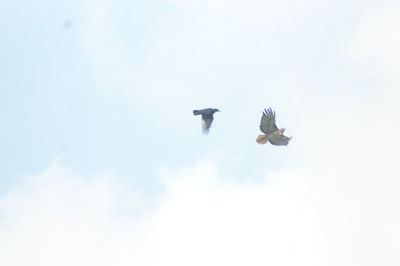 Low angle view of seagulls flying against sky