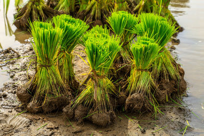 Close-up of fresh green plants in water