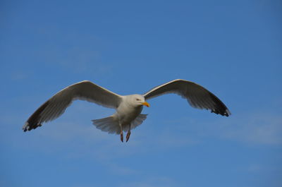 Low angle view of seagull flying in sky