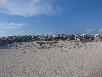 Flock of seagulls on beach