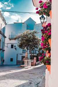 View of flowering plants by buildings against sky