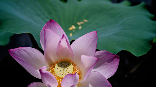 Close-up of pink water lily