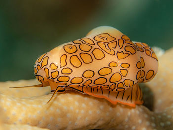 Cyphoma gibbosum