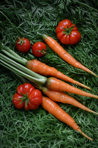 High angle view of red chili peppers on field