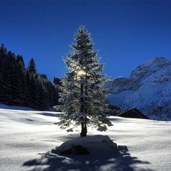 Tree on snow covered landscape against blue sky