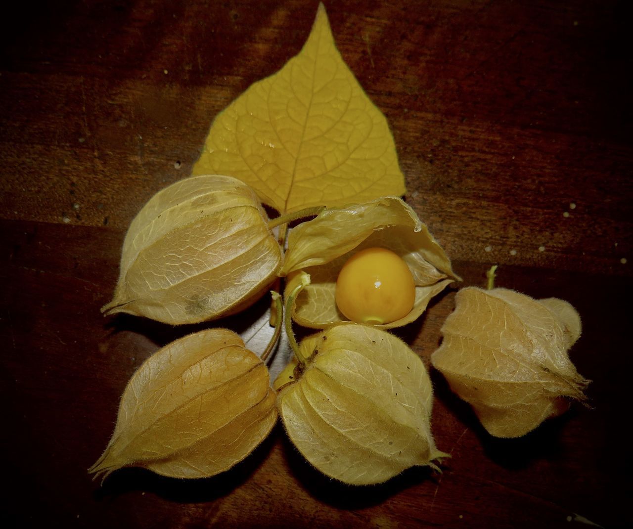 CLOSE-UP OF DRIED LEAVES ON PLANT