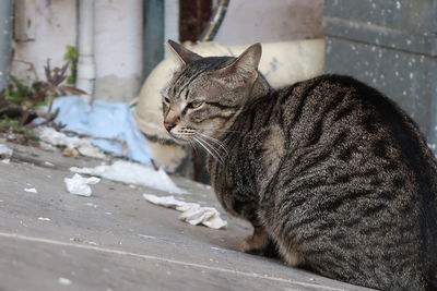 Close-up of cat sitting outdoors