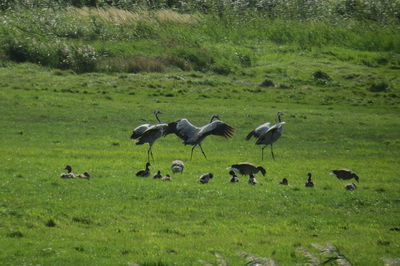 Flock of birds on grassy field