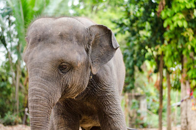 Close-up of elephant in forest