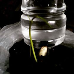 Close-up of fruit in jar