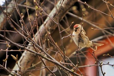 Close-up of bird perching on branch