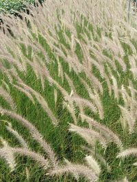 Full frame shot of crops on field