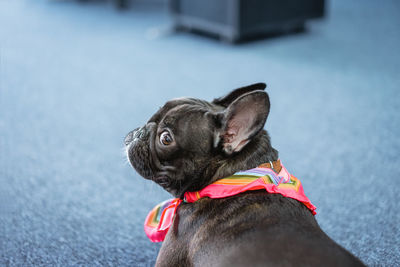 Close-up of a dog looking away