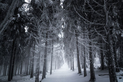 Snow covered trees in forest