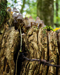 Close-up of tree stump