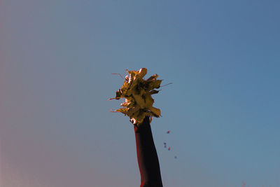 Low angle view of plant against clear sky