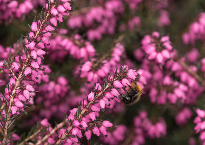 Close-up of bee on pink flower