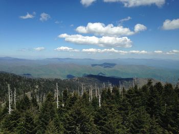 Scenic view of pine trees and mountains against sky