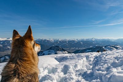 Dog on snow covered mountain against sky