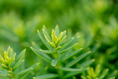 Close-up of green plant