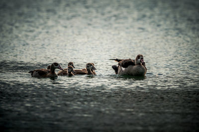 Ducks swimming in lake