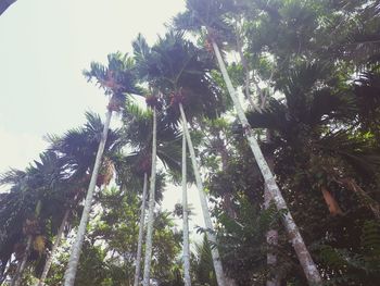 Low angle view of coconut palm trees against sky