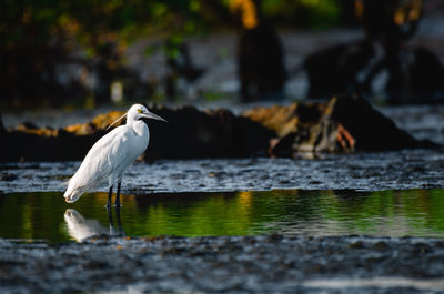 Little egret alone in a swamp