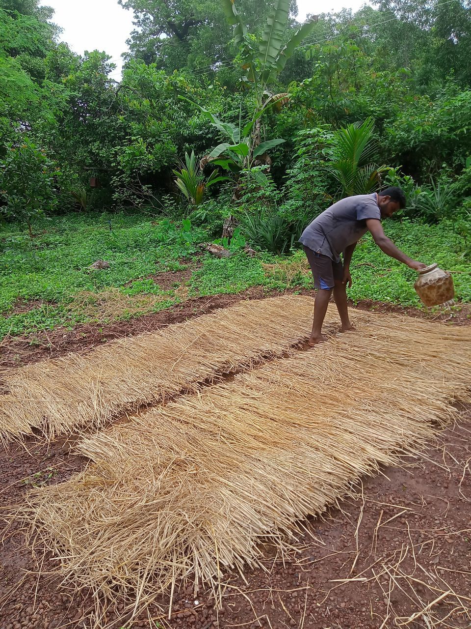 soil, plant, agriculture, growth, one person, working, occupation, field, farmer, farm, tree, rural scene, nature, men, landscape, crop, day, adult, land, full length, lifestyles, plantation, harvesting, outdoors, casual clothing, lawn, environment, person, green, bending, cereal plant, manual worker, standing, gardening