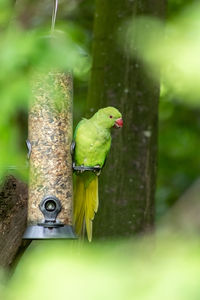 Close-up of parrot perching on tree trunk