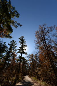 Low angle view of trees in forest against clear sky