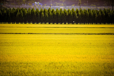 Scenic view of agricultural field