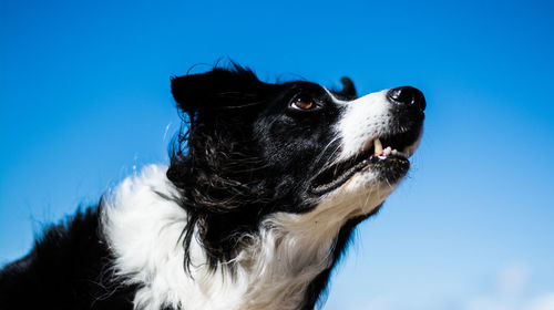 Low angle view of border collie against blue sky