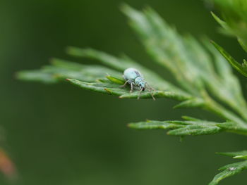 Close-up of insect on leaf