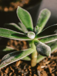 Close-up of plant growing on field