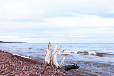 Driftwood on beach against sky