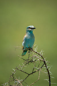 European roller in thornbush with green bokeh