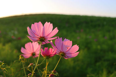 Close-up of pink cosmos flower on field