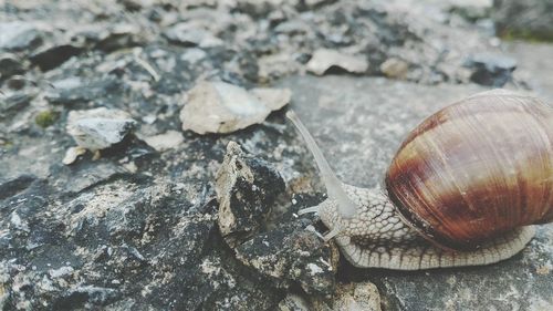 Close-up of snail