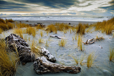 View of birds on beach against sky