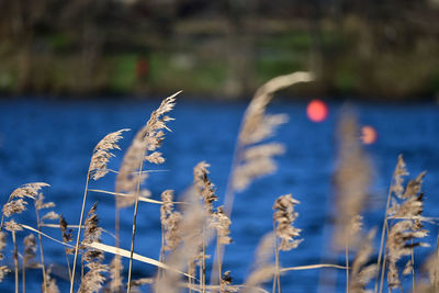 Close-up of dry plant in lake