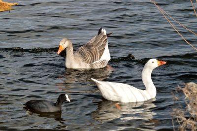 Ducks swimming in lake