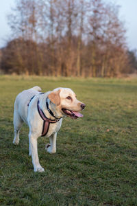 Dog on grass