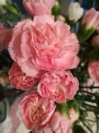 Close-up of pink flowers