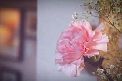 Close-up of pink flower blooming on tree