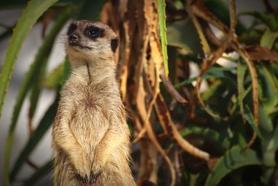 The look of a curious meerkat