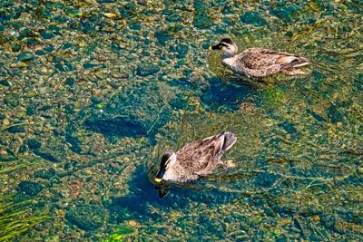 High angle view of duck swimming in lake