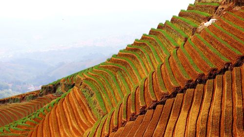 Scenic view of terraced field against sky