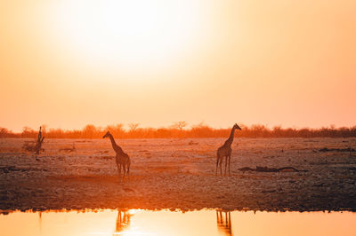 View of birds on lake during sunset