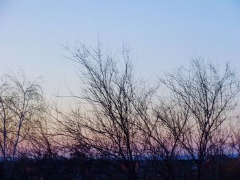 Low angle view of bare trees against sky