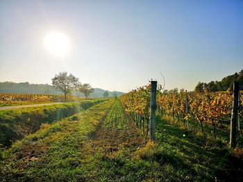 Scenic view of vineyard against sky